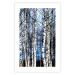 Poster Frosty January - winter forest landscape of light trees against sky 124477 additionalThumb 25