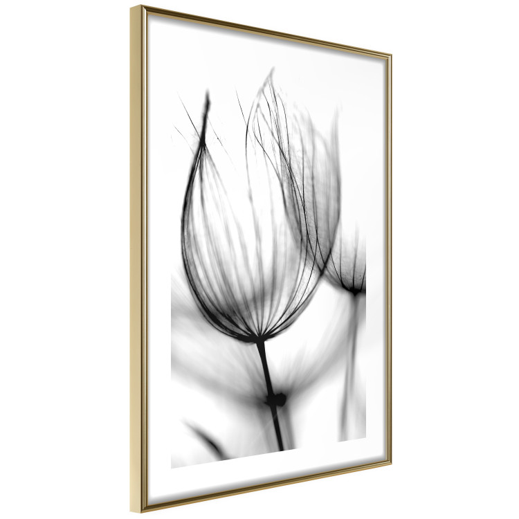 Poster Dandelion in the Wind - black dandelion flower on a contrasting background 129777 additionalImage 7