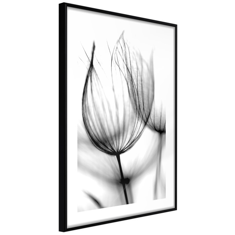 Poster Dandelion in the Wind - black dandelion flower on a contrasting background 129777 additionalImage 6