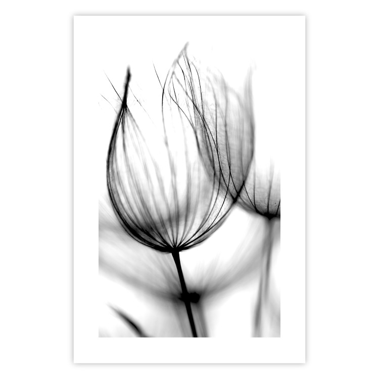 Poster Dandelion in the Wind - black dandelion flower on a contrasting background 129777 additionalImage 19