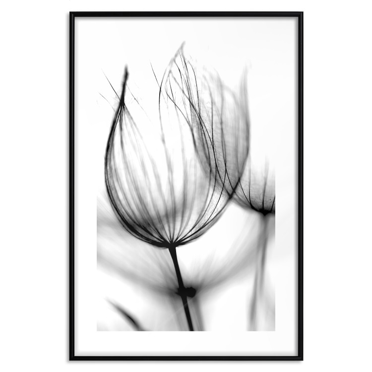 Poster Dandelion in the Wind - black dandelion flower on a contrasting background 129777 additionalImage 15
