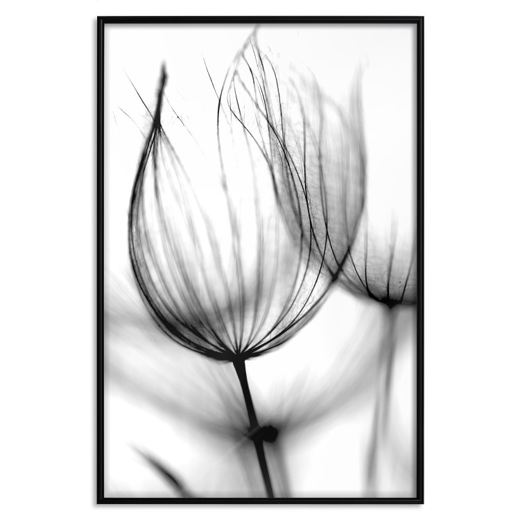 Poster Dandelion in the Wind - black dandelion flower on a contrasting background 129777 additionalImage 16