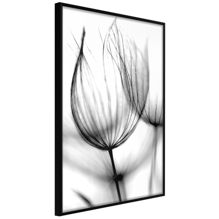 Poster Dandelion in the Wind - black dandelion flower on a contrasting background 129777 additionalImage 11