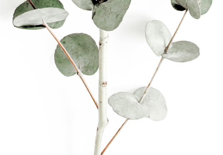 Canvas Eucalyptus Caesia (1-piece) Vertical - landscape of plants in boho style 137477 additionalImage 5