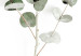 Canvas Eucalyptus Caesia (1-piece) Vertical - landscape of plants in boho style 137477 additionalThumb 5