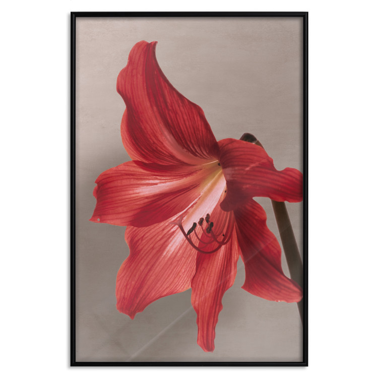 Wall Poster Red Flower - vibrant colorful flower on a contrasting background 137977 additionalImage 9