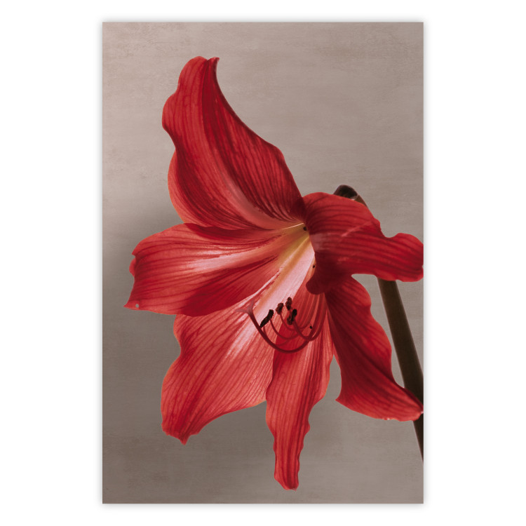Wall Poster Red Flower - vibrant colorful flower on a contrasting background 137977