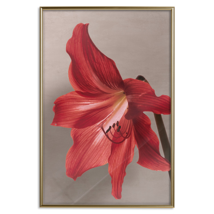 Wall Poster Red Flower - vibrant colorful flower on a contrasting background 137977 additionalImage 10