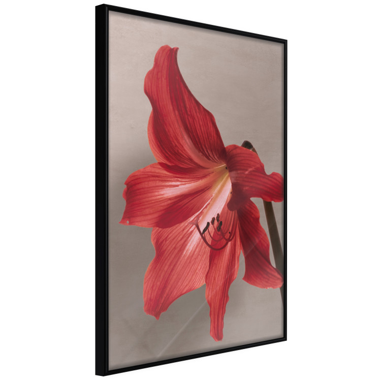 Wall Poster Red Flower - vibrant colorful flower on a contrasting background 137977 additionalImage 16