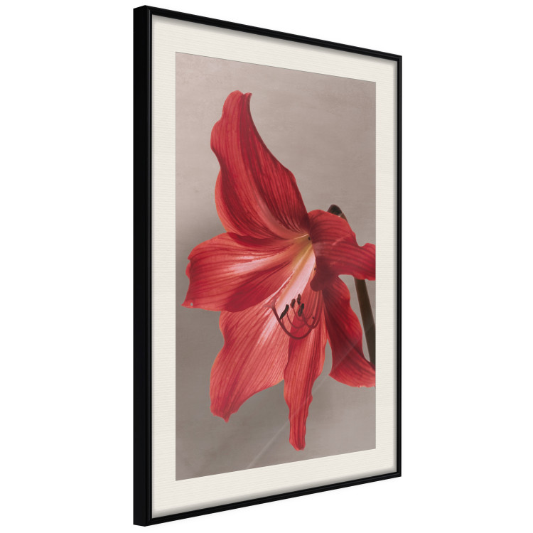 Wall Poster Red Flower - vibrant colorful flower on a contrasting background 137977 additionalImage 3
