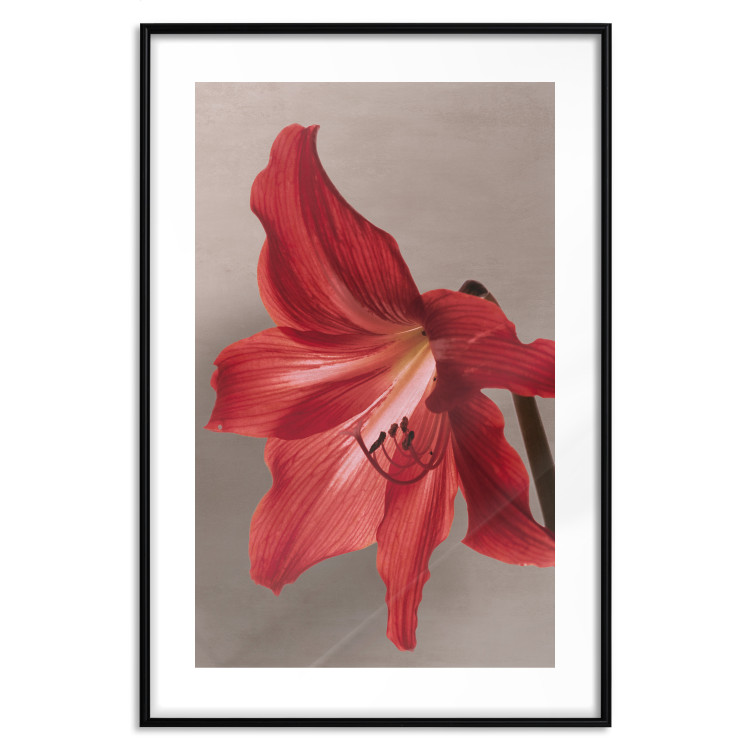 Wall Poster Red Flower - vibrant colorful flower on a contrasting background 137977 additionalImage 7