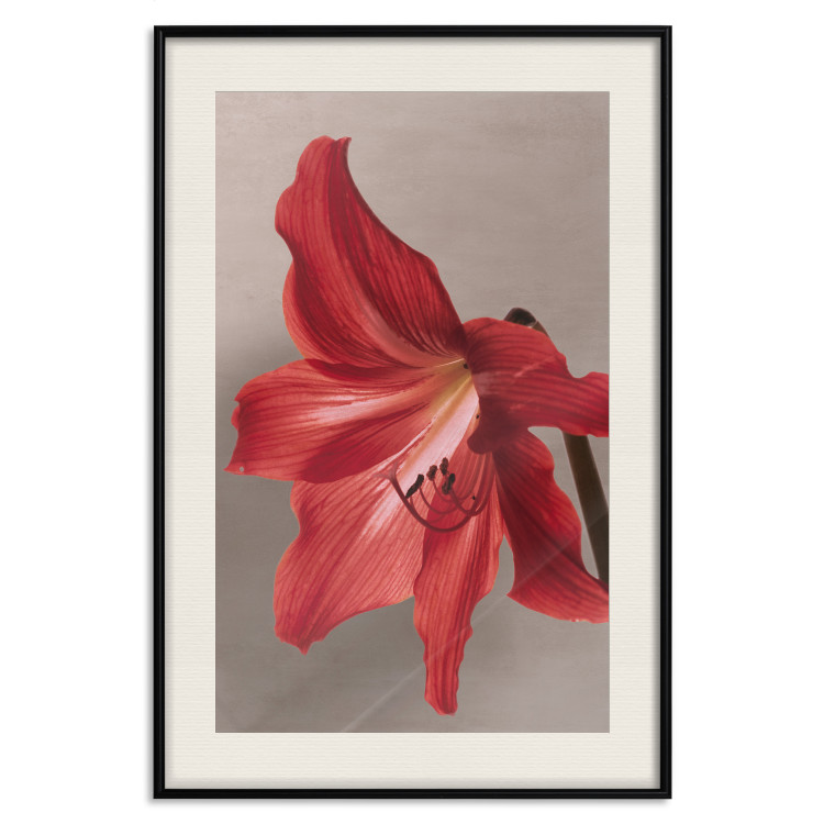 Wall Poster Red Flower - vibrant colorful flower on a contrasting background 137977 additionalImage 8