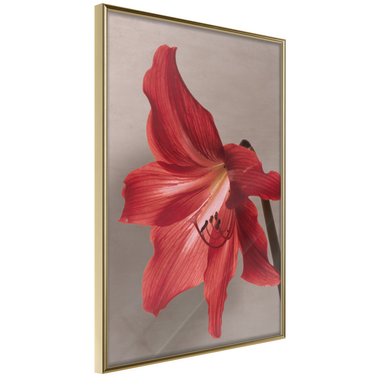 Wall Poster Red Flower - vibrant colorful flower on a contrasting background 137977 additionalImage 27