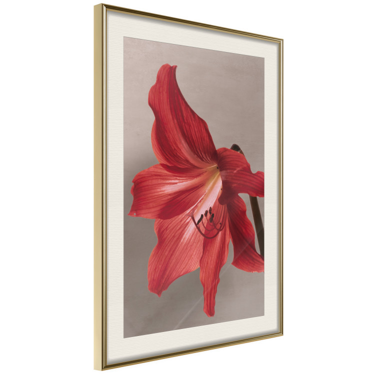 Wall Poster Red Flower - vibrant colorful flower on a contrasting background 137977 additionalImage 4