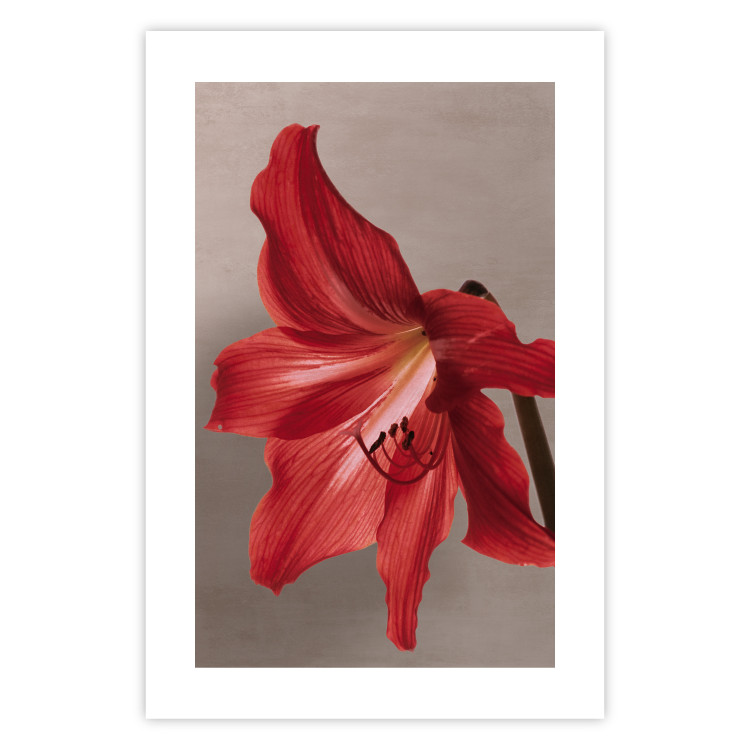 Wall Poster Red Flower - vibrant colorful flower on a contrasting background 137977 additionalImage 12