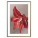 Wall Poster Red Flower - vibrant colorful flower on a contrasting background 137977 additionalThumb 9