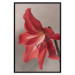 Wall Poster Red Flower - vibrant colorful flower on a contrasting background 137977 additionalThumb 14