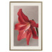 Wall Poster Red Flower - vibrant colorful flower on a contrasting background 137977 additionalThumb 7