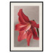 Wall Poster Red Flower - vibrant colorful flower on a contrasting background 137977 additionalThumb 8