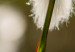 Poster Subtlety of Nature - majestic composition of a plant against a blurred background 138777 additionalThumb 4