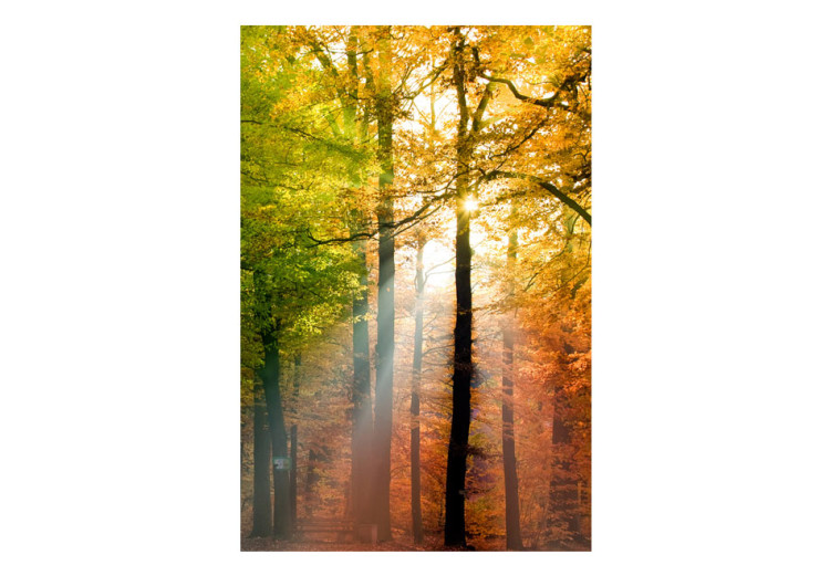 Wall Mural Autumn Forest - Sunny Forest Landscape with Trees and Colourful Leaves 60277 additionalImage 1