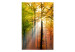 Wall Mural Autumn Forest - Sunny Forest Landscape with Trees and Colourful Leaves 60277 additionalThumb 1