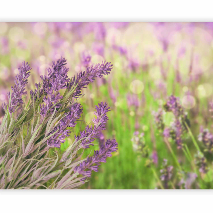 Photo Wallpaper Lavender Gardens - Bright Meadow Landscape with a Close-up of Lavender Flowers 60477 additionalImage 5