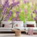 Photo Wallpaper Lavender Gardens - Bright Meadow Landscape with a Close-up of Lavender Flowers 60477