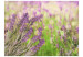 Photo Wallpaper Lavender Gardens - Bright Meadow Landscape with a Close-up of Lavender Flowers 60477 additionalThumb 1