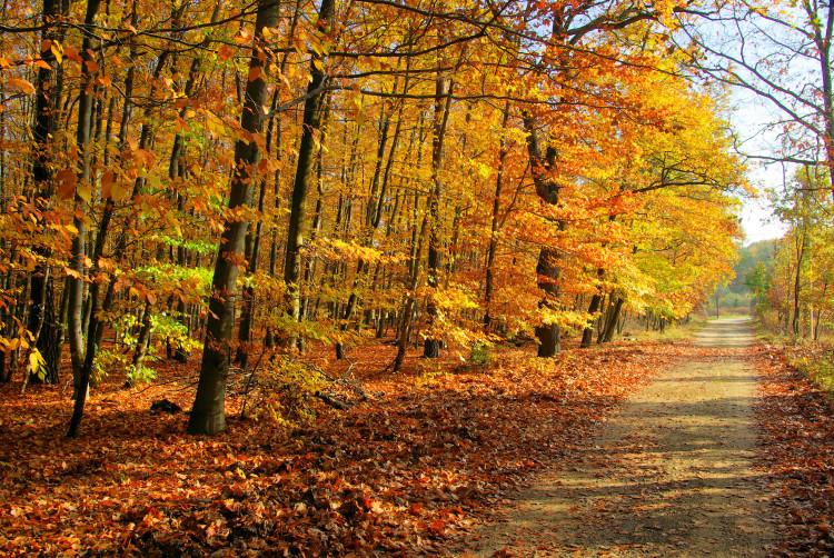 Photo Wallpaper Forest - Forest Path Surrounded by Autumn Trees with Colourful Leaves 60577