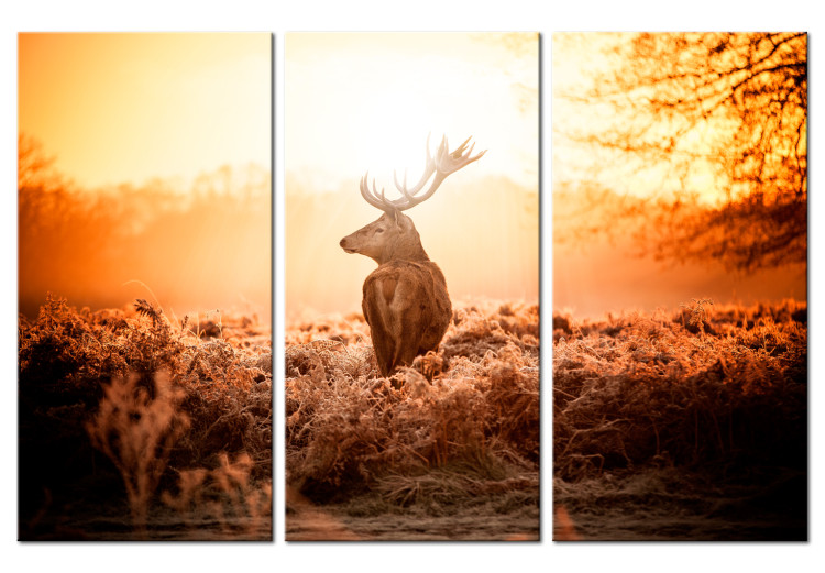 Canvas Stag in the Sun (3-piece) - Lone Deer against Scenic Field 105787