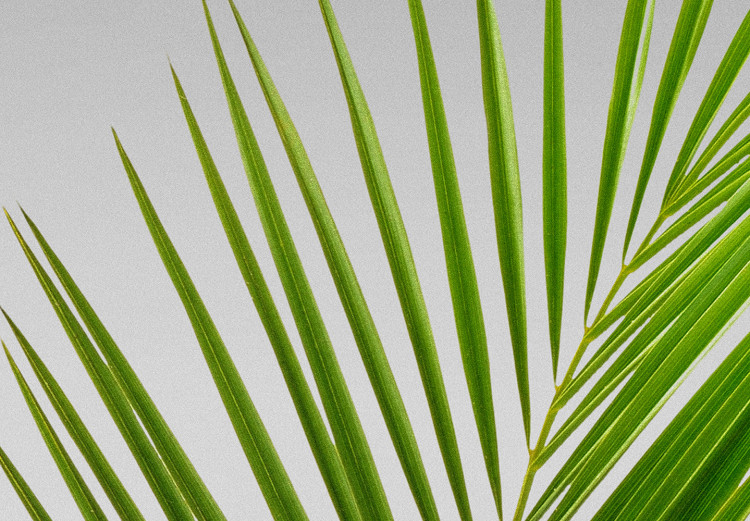 Canvas Print Green Palm Branch (1 Part) Vertical 114087 additionalImage 5