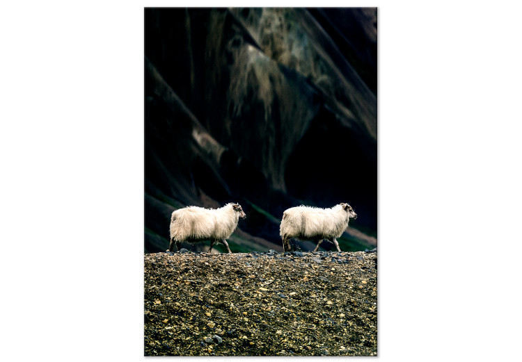 Canvas Art Print Follow Me! (1-piece) Vertical - photograph of two white animals 130287