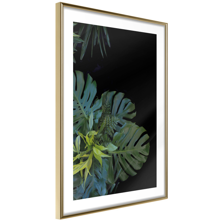 Poster Monstera - Botanical composition of tropical leaves on a black background 114197 additionalImage 7