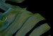 Poster Monstera - Botanical composition of tropical leaves on a black background 114197 additionalThumb 9