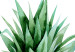Poster Pineapple - composition with a tropical fruit on a solid white background 114297 additionalThumb 8