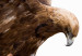 Wall Poster Eagle - Predatory bird and brown paint on a solid background 114397 additionalThumb 9