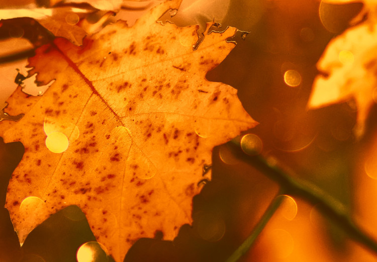 Poster Dancing Leaves - orange plants in golden autumn motif 123797 additionalImage 9