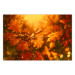 Poster Dancing Leaves - orange plants in golden autumn motif 123797