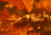 Poster Dancing Leaves - orange plants in golden autumn motif 123797 additionalThumb 10