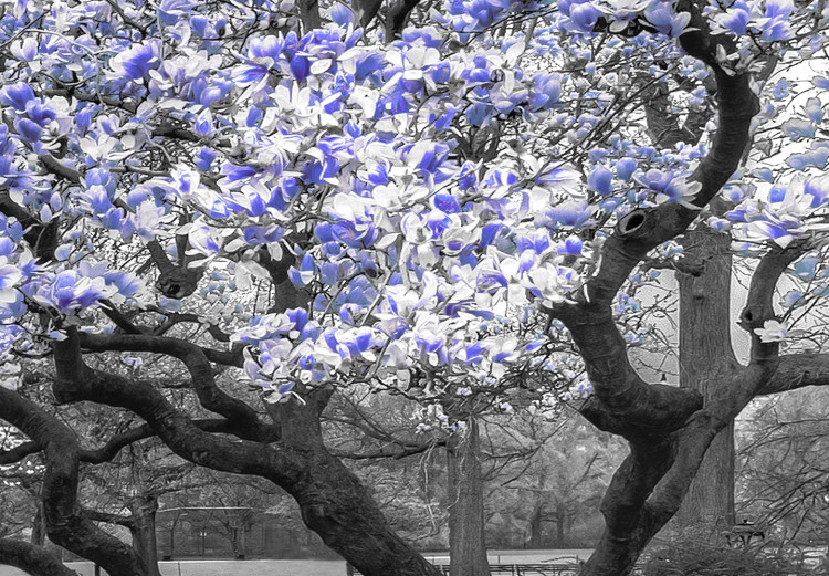 Canvas Print Blooming Magnolias - horizontal composition of violet shaded magnolia 128797 additionalImage 4