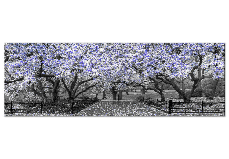 Canvas Print Blooming Magnolias - horizontal composition of violet shaded magnolia 128797