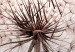 Wall Poster Wind Drops - dandelion in water creating ripples on a light background 132197 additionalThumb 10