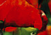 Canvas Red poppies 46897 additionalThumb 3