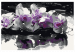 Paint by number Purple Orchid (Black Background & Reflection In The Water) 107508 additionalThumb 7