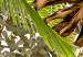 Poster Golden Peacock - composition with an elegant bird among tropical leaves 116408 additionalThumb 5