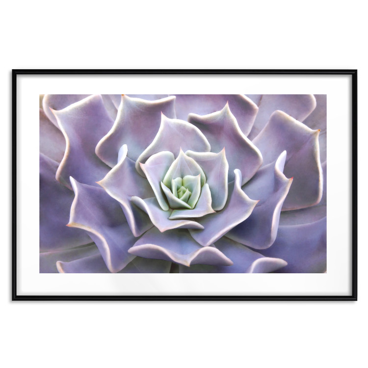 Wall Poster Purple Succulent - plant composition in lavender-colored leaves 117208 additionalImage 14