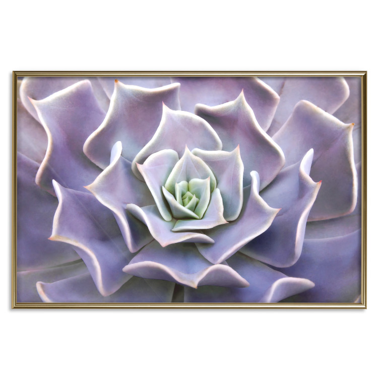 Wall Poster Purple Succulent - plant composition in lavender-colored leaves 117208 additionalImage 15