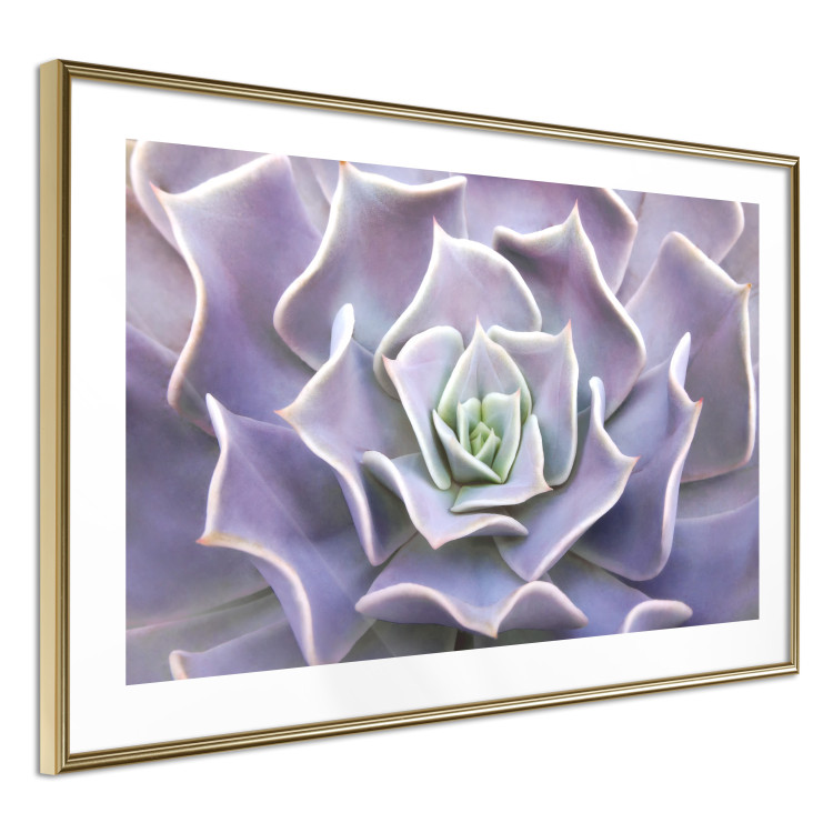 Wall Poster Purple Succulent - plant composition in lavender-colored leaves 117208 additionalImage 5
