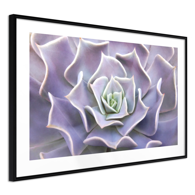 Wall Poster Purple Succulent - plant composition in lavender-colored leaves 117208 additionalImage 10
